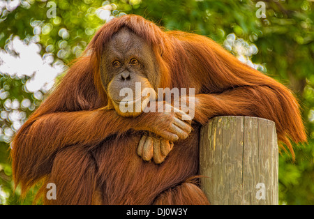 Orang-Utans sind die beiden ausschließlich asiatischen Arten der erhaltenen Menschenaffen. Eingeborener zu Indonesien und Malaysia. Stockfoto