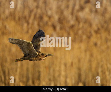 Seeschwalbe im Wintersonnenlicht, die über einem Schilfbett fliegt, Brandon Marsh, Warwickshire, England, Großbritannien Stockfoto