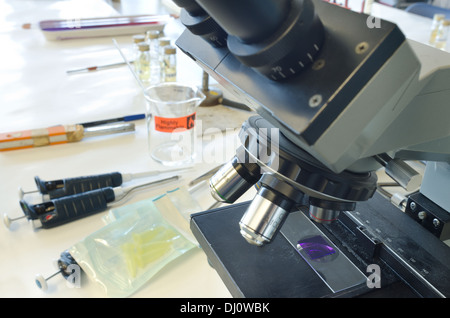 Methyl violett gefärbten Zellen Gram-Färbung Untersuchung Mikrobiologie Bakterienzellen unter Mikroskop im Labor Stockfoto