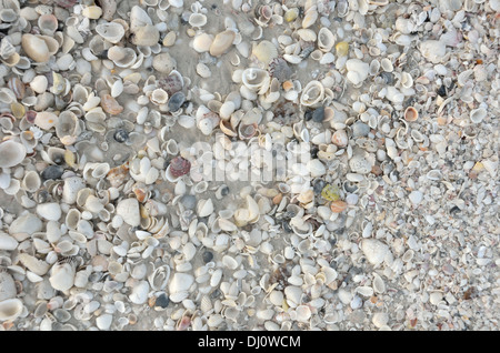 Muscheln auf Marco Island Stockfoto