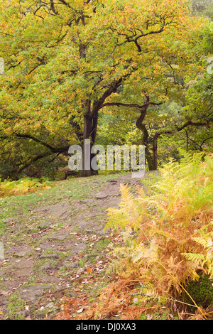 Haugh Holz, Wharfedale, Yorkshire Dales National Park, England, Vereinigtes Königreich. Oktober 2013. Stockfoto