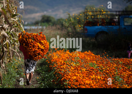 Bauern sammeln Ringelblumen, bekannt als "Cempasúchil" in spanischer Sprache, die für Day of the Dead in San Bartolo Coyotepec, Oaxaca verwendet werden Stockfoto