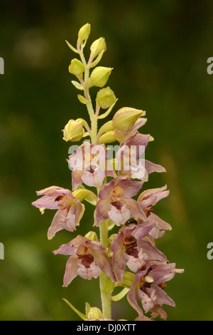 Breitblättrigen Helleborine (Epipactis Helleborine) Blütenstand, Oxfordshire, England, August Stockfoto