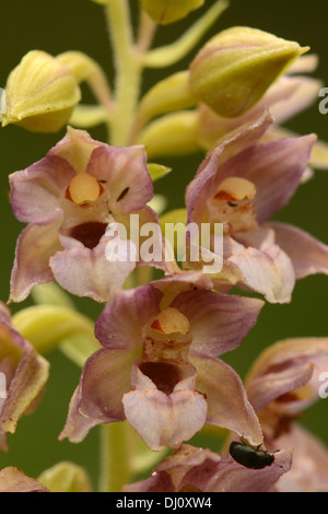 Breitblättrigen Helleborine (Epipactis Helleborine) Blume Spike Nahaufnahme zeigt Blume Detail, Oxfordshire, England, August Stockfoto