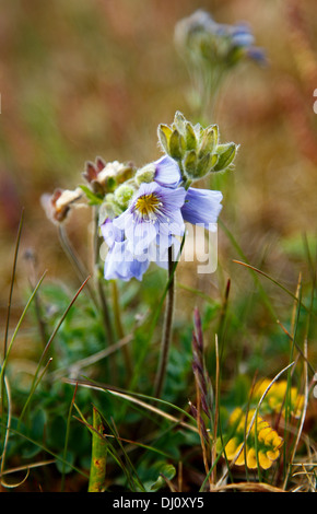 Der östliche Teil von Bugøynes Friedhof ist der einzige bekannte Lebensraum in Skandinavien für Boreal Jacobs Ladder (Polemonium Boreale). Stockfoto