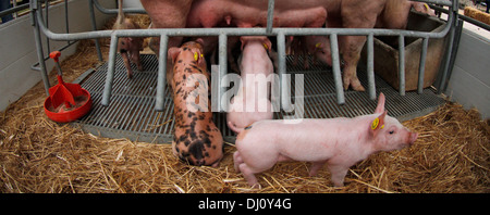 Tiere sind auf ihre Zäune in einem lokalen Viehmarkt auf der Insel Mallorca, Spanien ausgesetzt. Stockfoto