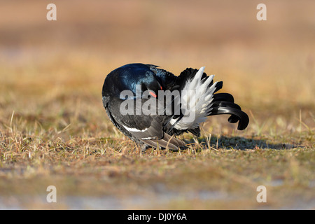 Birkhuhn (at Tetrix) männlich, putzen, in Zucht Gefieder, Finnland, April Stockfoto