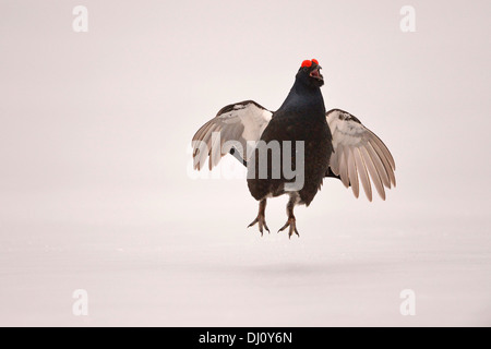 Birkhuhn (at Tetrix) männlichen springen und die Anzeige im Lek, auf Eis, Finnland, April Stockfoto