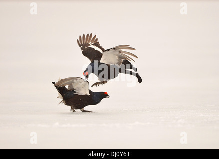 Birkhuhn (at Tetrix) zwei Männchen kämpfen an der Lek, auf Eis, Finnland, April Stockfoto