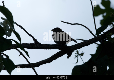 Ein einsamer Spatz sitzt auf einem Ast gegen den Himmel Silhouette. Stockfoto