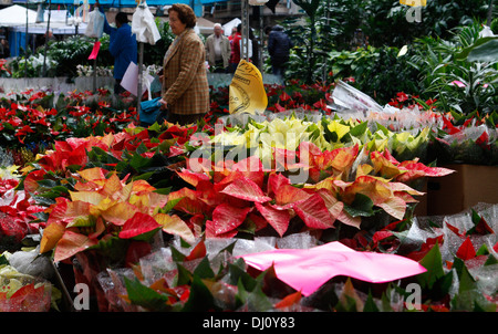 Menschen bewegt sich zwischen Pflanzen auf einem Sonntag Flohmarkt in dem Dorf Inca, Mallorca, Spanien Stockfoto
