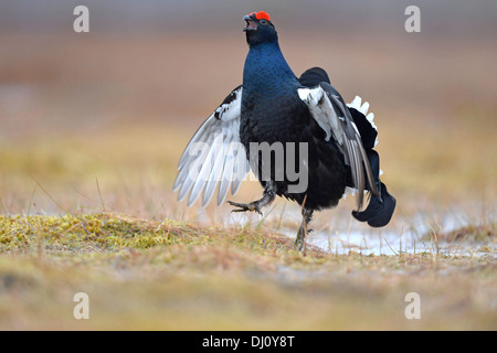 Birkhuhn (at Tetrix) männlichen anzeigen im Lek, Finnland, April Stockfoto