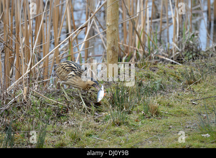 Europäische Rohrdommel (Botaurus Stellaris) mit großen Rotfeder Fisch im Schnabel, Slimbridge, England, Februar Stockfoto