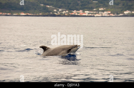 Atlantische große Tümmler (Tursiops Truncatus) an Oberfläche, Kopf angehoben, die Azoren, Juni Stockfoto