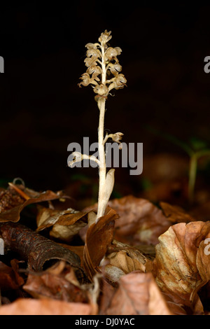 Vogelnest-Orchidee (Neottia Nidus-Avis) Pflanze wächst in schattigen Wäldern, Oxfordshire, England, Juni Stockfoto