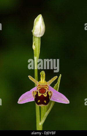Biene Orchidee (Ophrys Apifera) flower Spike mit einer geöffneten Blüte und eine Knospe, Oxfordshire, Engalnd, Juni Stockfoto