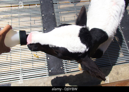 Person Fütterung Baby Kalb Flasche Milch in Hof Stockfoto