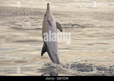 Kurzer Schnabel Gemeiner Delfin (Delphinus Delphis) springen aus dem Wasser, den Azoren, Juni Stockfoto