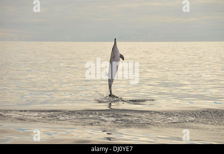 Kurzer Schnabel Gemeiner Delfin (Delphinus Delphis) springen aus dem Wasser, den Azoren, Juni Stockfoto