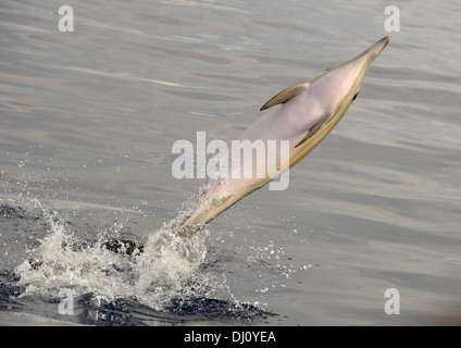 Kurzer Schnabel Gemeiner Delfin (Delphinus Delphis) springen aus dem Wasser, den Azoren, Juni Stockfoto