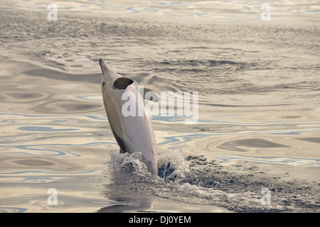 Kurzer Schnabel Gemeiner Delfin (Delphinus Delphis) springen aus dem Wasser, den Azoren, Juni Stockfoto