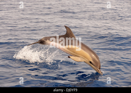 Kurzer Schnabel Gemeiner Delfin (Delphinus Delphis) springen, den Azoren, Juni Stockfoto