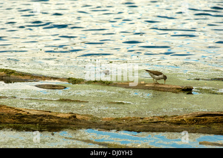 Sandpiper entlang des Ufers von einem Sumpf im Norden von Illinois, USA. Stockfoto