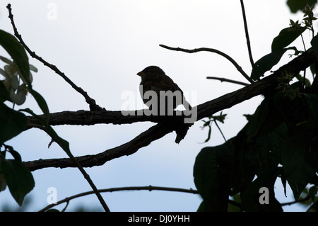 Ein einsamer Spatz sitzt auf einem Ast gegen den Himmel Silhouette. Stockfoto