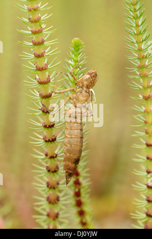 Kaiser-Libelle (Anax Imperator) leeren Exuvia, Oxfordshire, England, Juni Stockfoto