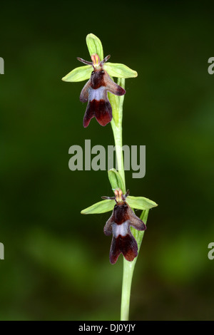 Fliegen Sie Orchidee (Ophrys Insectifera) Blütenstand mit zwei Blüten, Oxcfordshire, England, Juni Stockfoto