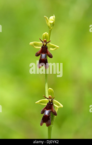 Fliegen Sie Orchidee (Ophrys Insectifera) Blütenstand mit zwei offene Blüten und eine Knospe, Oxfordshire, England, Juni Stockfoto