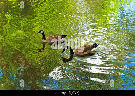 Zwei Gänse schwimmen in den Chicago River. Stockfoto