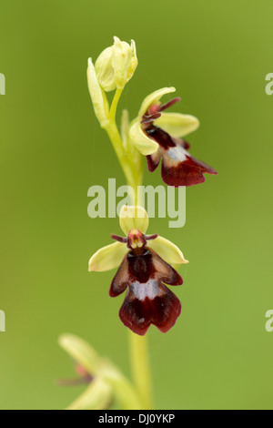 Fliegen Sie Orchidee (Ophrys Insectifera) Blütenstand, Oxfordshire, England, Juni Stockfoto