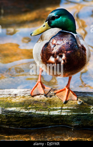 Mallard Ente stehend auf einem Baumstamm. Stockfoto