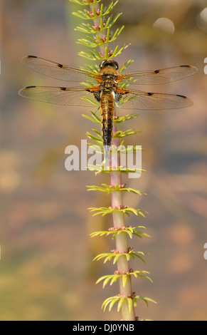 Vier-spotted Chaser Libelle (Libellula Quadrimaculata) Erwachsenen im Ruhezustand, Oxfordshire, England, Juli Stockfoto