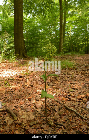 Grün-geblümten Helliborine (Epipactis Phyllanthes) Blütenstand wächst im Wald einrichten, Oxfordshire, England, August Stockfoto