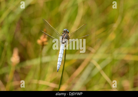 Gekielte Abstreicheisen Libelle (Orthetrum Coerulescens) männlich ruht, Oxfordshire, England, Juli Stockfoto