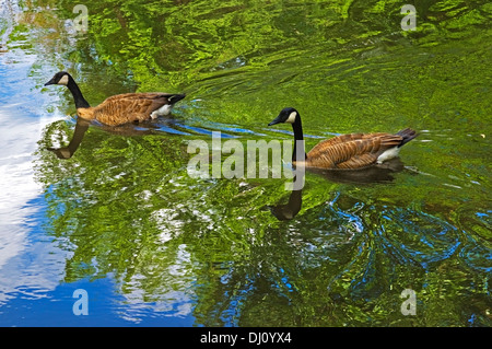 Zwei Gänse schwimmen im th Chicago River mit üppigen grünen Wäldern Reflexionen in th Wasser. Stockfoto