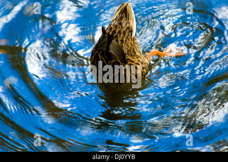 Angeln Tauchenten, Kopf mit seiner "Tail in der Luft, sucht nach einer Mahlzeit. Stockfoto