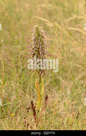 Lizard Orchid (Himantoglossum Hircinum) flower Spike, Kent, England, Juni Stockfoto