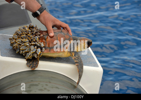 Unechte Karettschildkröte (Caretta Caretta) aus Wasser zeigt hinten bedeckt in Gans Entenmuscheln, nicht in der Lage zu tauchen, den Azoren, Juni Stockfoto