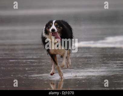 Border-Collie Hund mit langen Zunge entlang des Strandes, Westward Ho!, Devon, UK Stockfoto