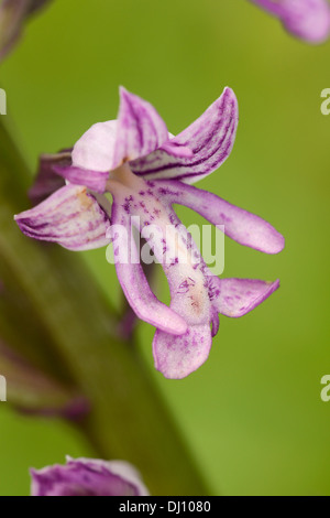 Militärische Orchidee (Orchis Militaris) Nahaufnahme Blume, Buckinghamshire, England, Juli Stockfoto