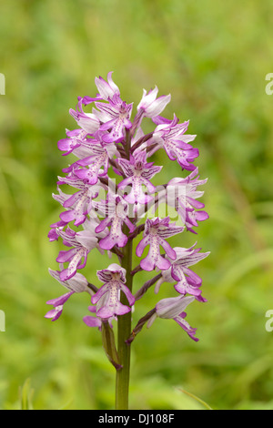 Militärische Orchidee (Orchis Militaris) Blütenstand, Buckinghamshire, England, Juni Stockfoto