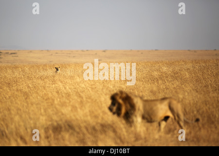 Eine Löwin wacht ein Löwe in der Mitte hoch Trockenrasen in den Ebenen der Masai Mara, Kenia Stockfoto