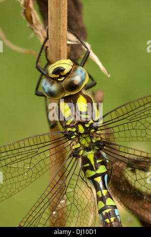 Südlichen Hawker Libelle (Aeshna Cyanea) männlich ruht, Oxfordshire, England, September Stockfoto