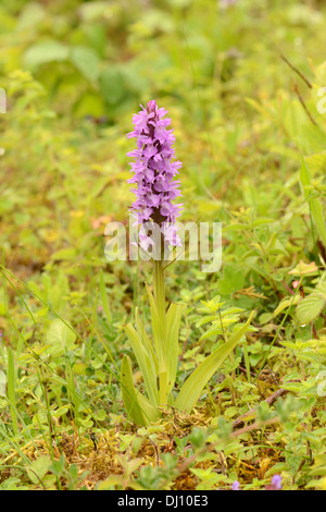 Südlichen Knabenkraut (Dactylorhiza Praetermissa) Blütenstand, Sandwich Bay, Kent, Engalnd, Juni Stockfoto