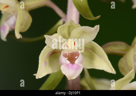 Violette Helleborine (Epipactis Purpurata) Nahaufnahme Blume, Oxfordshire, England, August Stockfoto