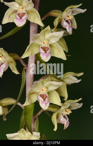 Violette Helleborine (Epipactis Purpurata) Großaufnahme Blütenstand, Oxfordshire, England, August Stockfoto