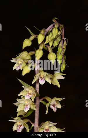 Violette Helleborine (Epipactis Purpurata) Großaufnahme Blütenstand, Oxfordshire, England, August Stockfoto